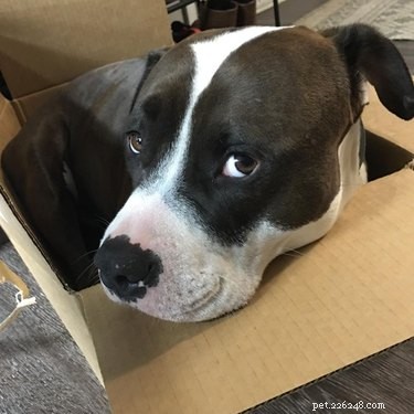 22 Adorable Dogs Who Love Cardboard Boxes