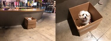 22 Adorable Dogs Who Love Cardboard Boxes