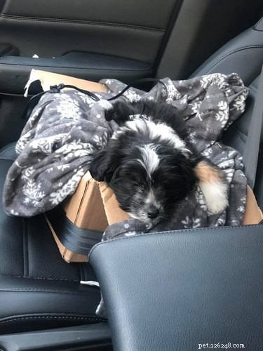22 Adorable Dogs Who Love Cardboard Boxes