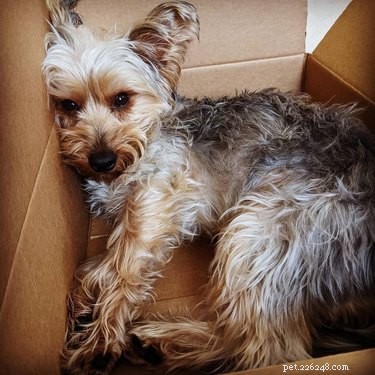 22 Adorable Dogs Who Love Cardboard Boxes