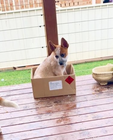 22 Adorable Dogs Who Love Cardboard Boxes