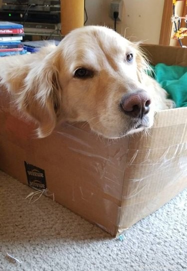 22 Adorable Dogs Who Love Cardboard Boxes