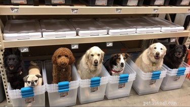 22 Adorable Dogs Who Love Cardboard Boxes