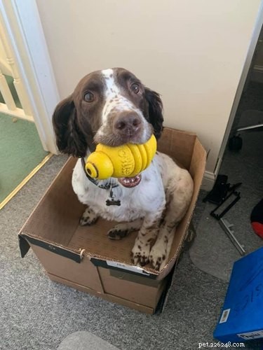 22 Adorable Dogs Who Love Cardboard Boxes