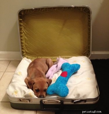 22 Adorable Dogs Who Love Cardboard Boxes