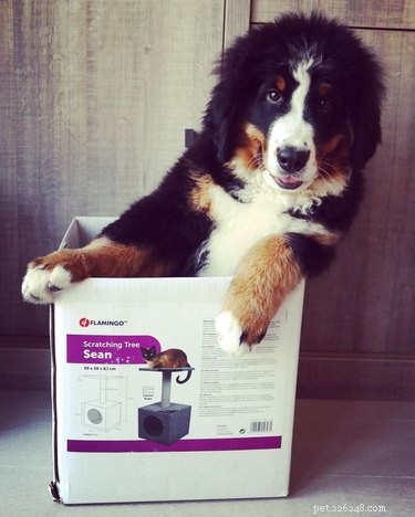 22 Adorable Dogs Who Love Cardboard Boxes