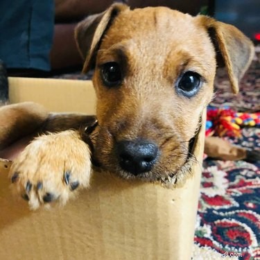 22 Adorable Dogs Who Love Cardboard Boxes