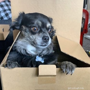 22 Adorable Dogs Who Love Cardboard Boxes