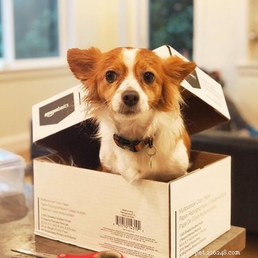 22 Adorable Dogs Who Love Cardboard Boxes