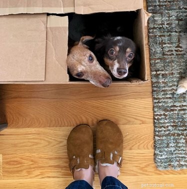 22 Adorable Dogs Who Love Cardboard Boxes