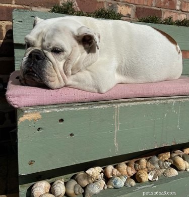 16 Delightful Dog Loaf Ideas