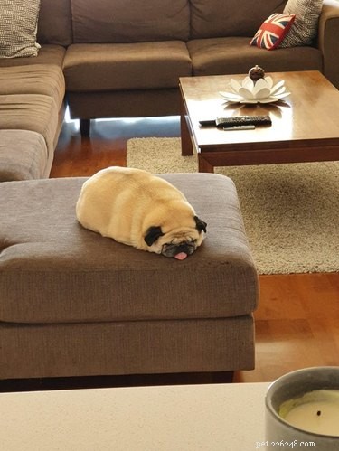 16 Delightful Dog Loaf Ideas