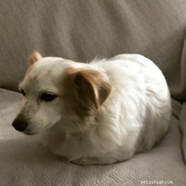16 Delightful Dog Loaf Ideas