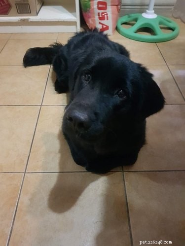 16 Delightful Dog Loaf Ideas