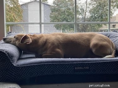 16 Delightful Dog Loaf Ideas