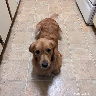 16 Delightful Dog Loaf Ideas