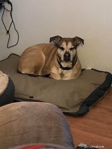 16 Delightful Dog Loaf Ideas
