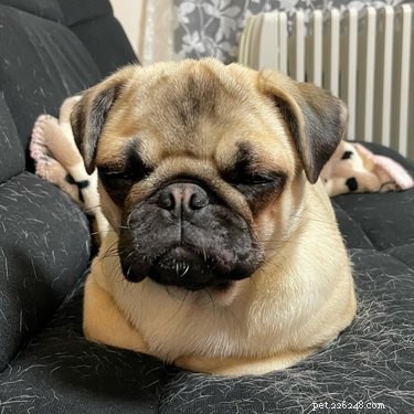 16 Delightful Dog Loaf Ideas