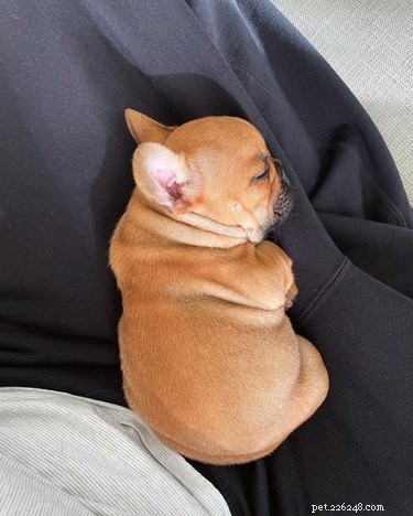 16 Delightful Dog Loaf Ideas