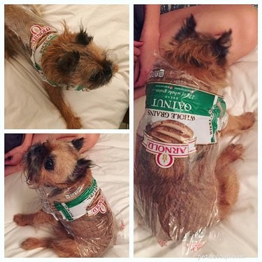 16 Delightful Dog Loaf Ideas