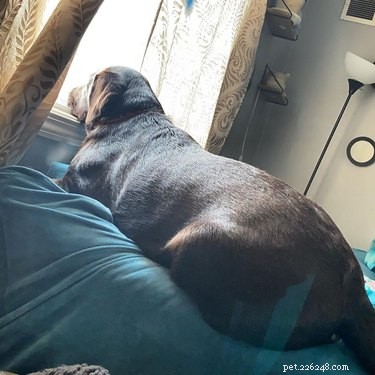 16 Delightful Dog Loaf Ideas