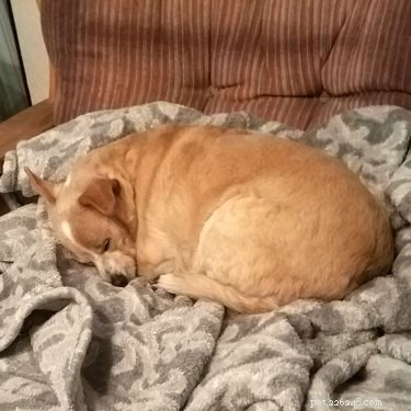 16 Delightful Dog Loaf Ideas