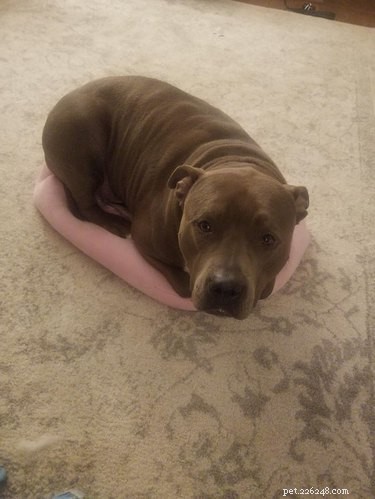 16 Delightful Dog Loaf Ideas