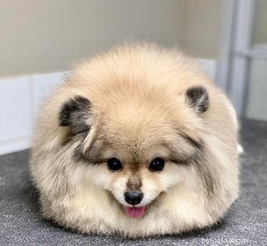 16 Delightful Dog Loaf Ideas