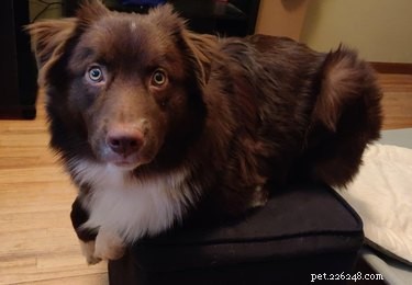 16 Delightful Dog Loaf Ideas
