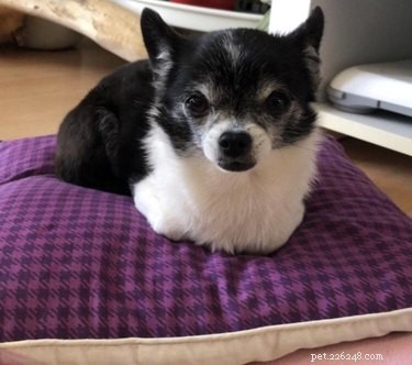 16 Delightful Dog Loaf Ideas