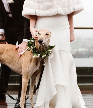 18 Heartwarming Dogs That Became the Stars of Their Wedding Ceremonies