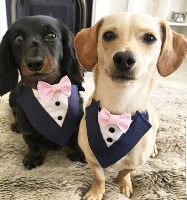 18 Heartwarming Dogs That Became the Stars of Their Wedding Ceremonies