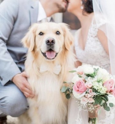 18 Heartwarming Dogs That Became the Stars of Their Wedding Ceremonies