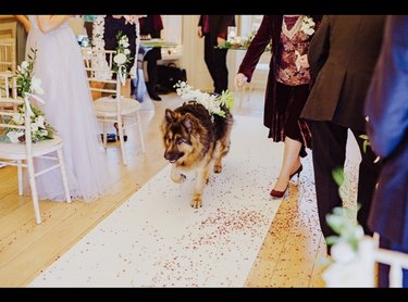 18 Heartwarming Dogs That Became the Stars of Their Wedding Ceremonies