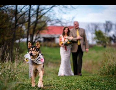18 Heartwarming Dogs That Became the Stars of Their Wedding Ceremonies