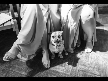 18 Heartwarming Dogs That Became the Stars of Their Wedding Ceremonies