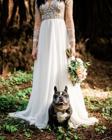 18 Heartwarming Dogs That Became the Stars of Their Wedding Ceremonies
