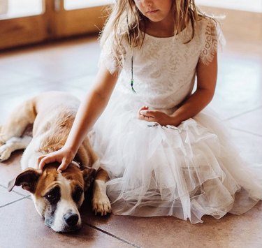 18 Heartwarming Dogs That Became the Stars of Their Wedding Ceremonies