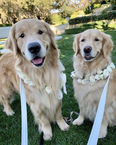 18 Heartwarming Dogs That Became the Stars of Their Wedding Ceremonies
