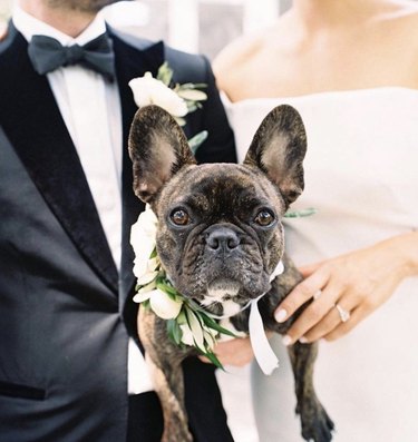 18 Heartwarming Dogs That Became the Stars of Their Wedding Ceremonies