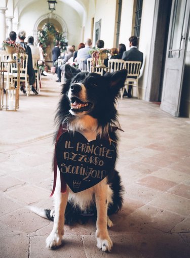 18 Heartwarming Dogs That Became the Stars of Their Wedding Ceremonies