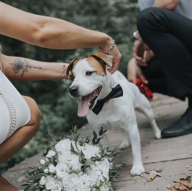 18 Heartwarming Dogs That Became the Stars of Their Wedding Ceremonies