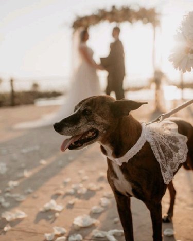 18 Heartwarming Dogs That Became the Stars of Their Wedding Ceremonies