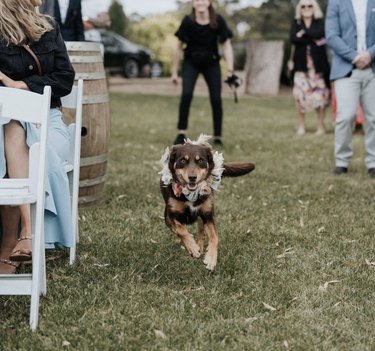 18 Heartwarming Dogs That Became the Stars of Their Wedding Ceremonies
