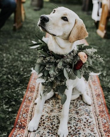 18 Heartwarming Dogs That Became the Stars of Their Wedding Ceremonies
