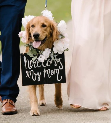 18 Heartwarming Dogs That Became the Stars of Their Wedding Ceremonies