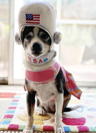 17 Canine Explorers Set for Space Missions
