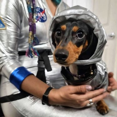 17 Canine Explorers Set for Space Missions