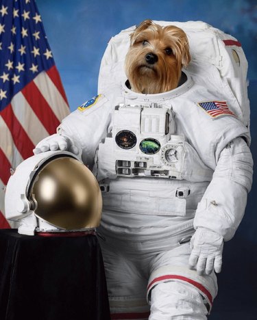 17 Canine Explorers Set for Space Missions