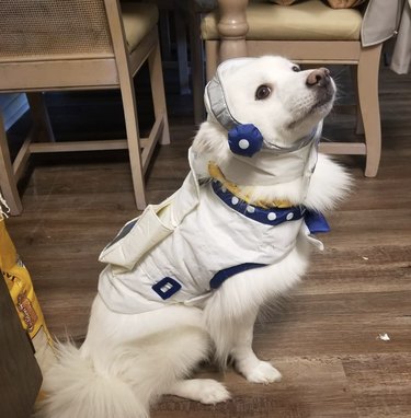 17 Canine Explorers Set for Space Missions